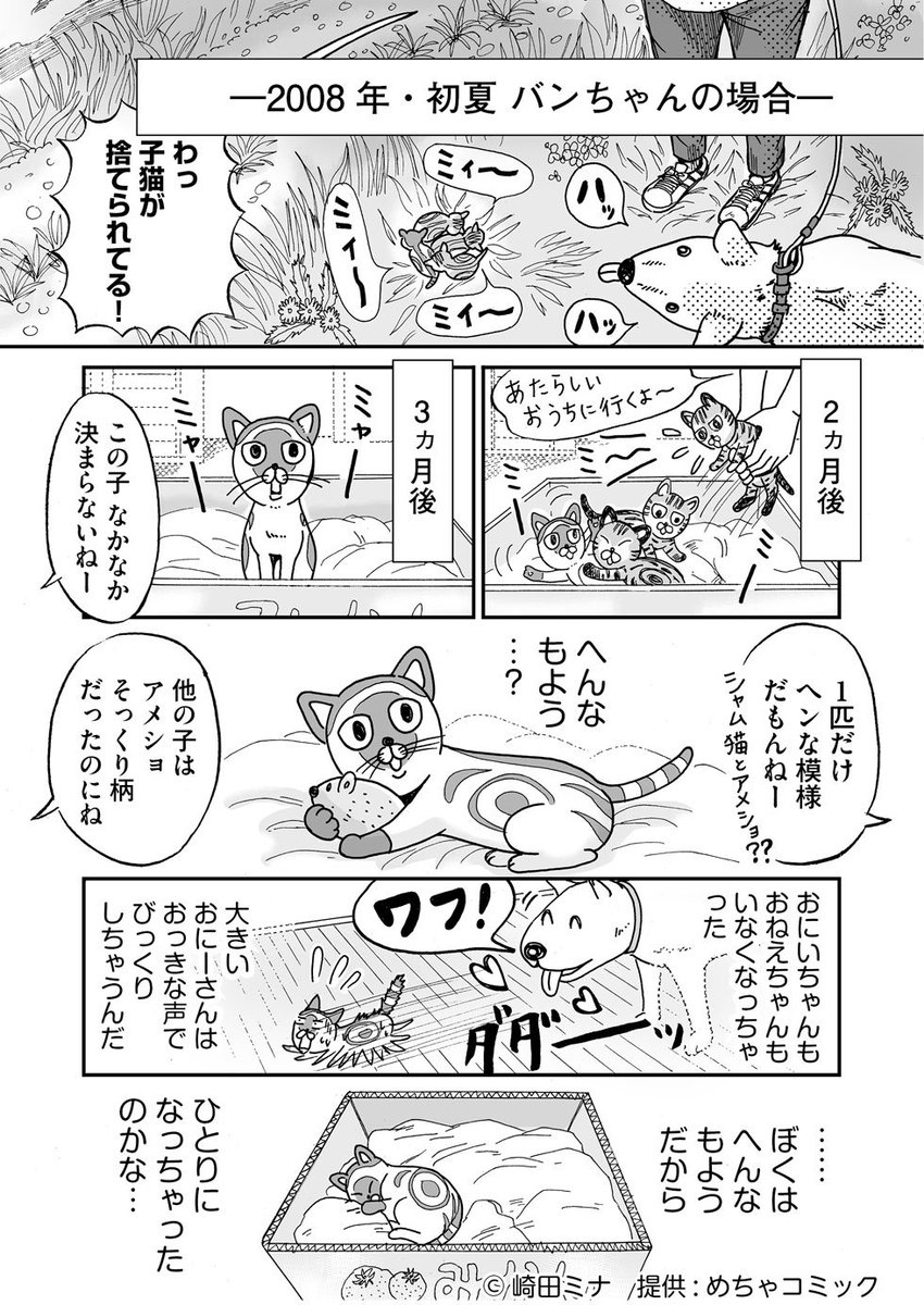 更新しました！連載再開です。
【世界を止めて】　猫のバンちゃんとのお話。
第11話「家族」

第1話から→

#めちゃコミック 