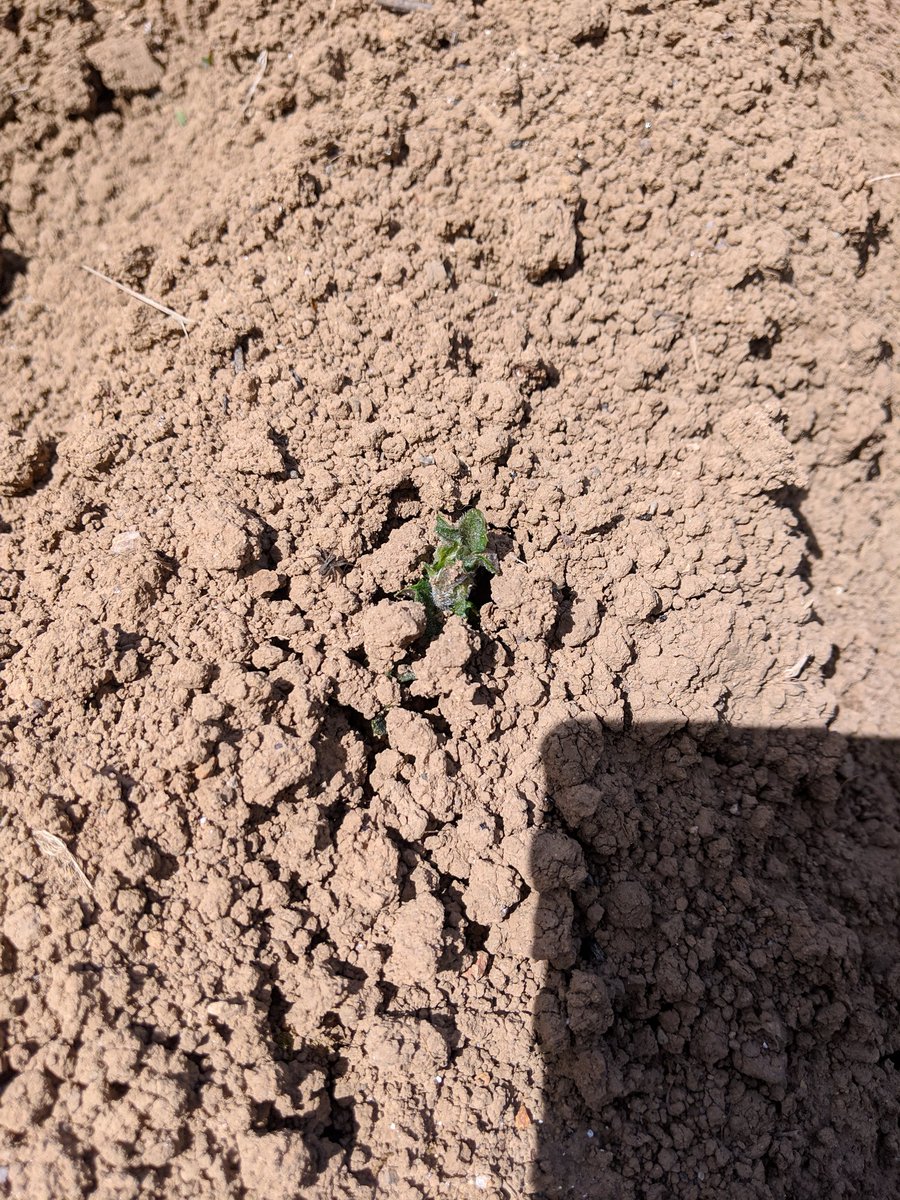 じゃがいも2種(約250個)植えて右側の分は芽が出揃いつつある!
左側は小さい芽が少しずつ出始めた!
#加蓮Pの熱でポテトを育てよう 