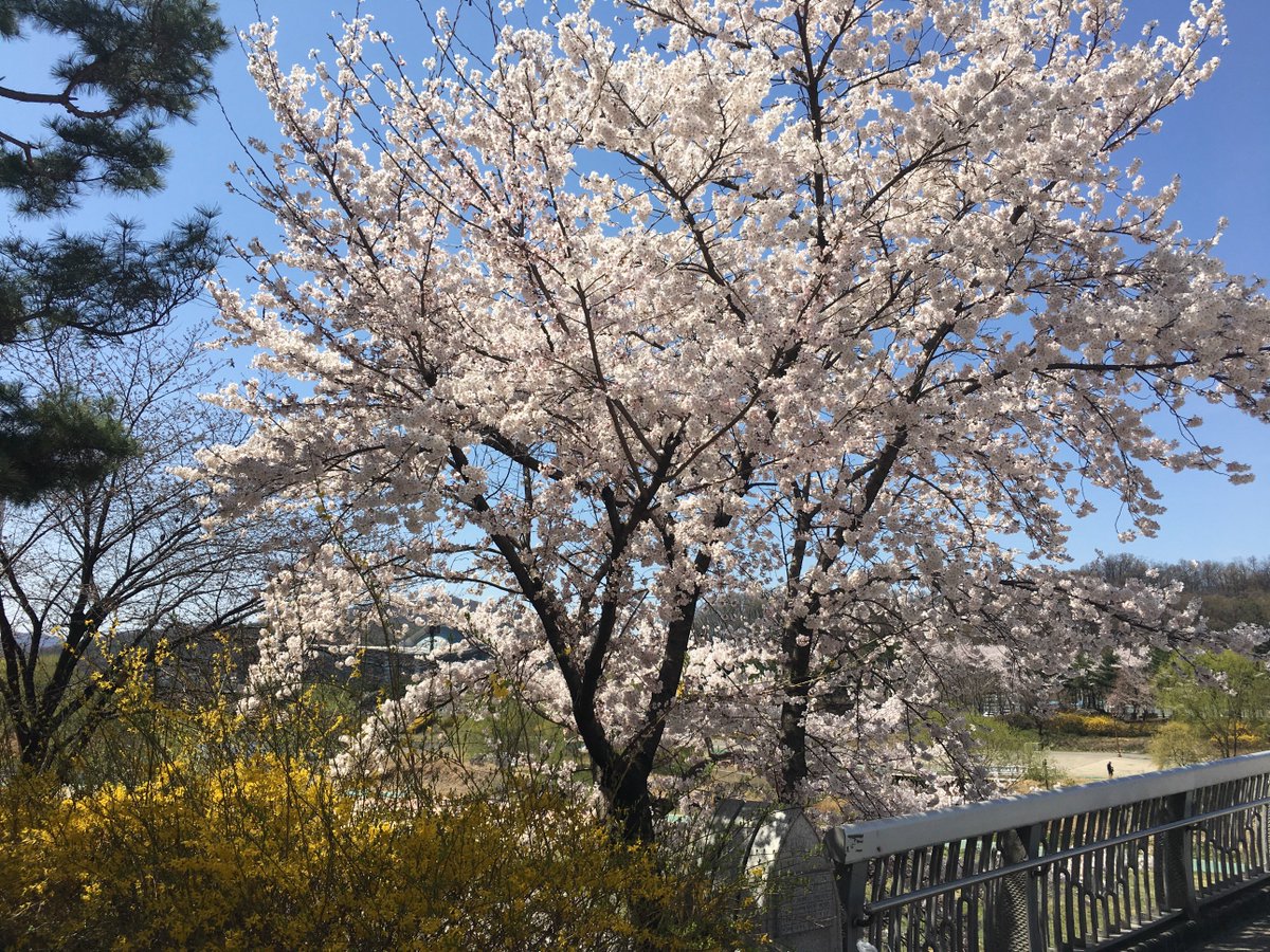 Incodium 2019.medium.com/@incodiumproje…