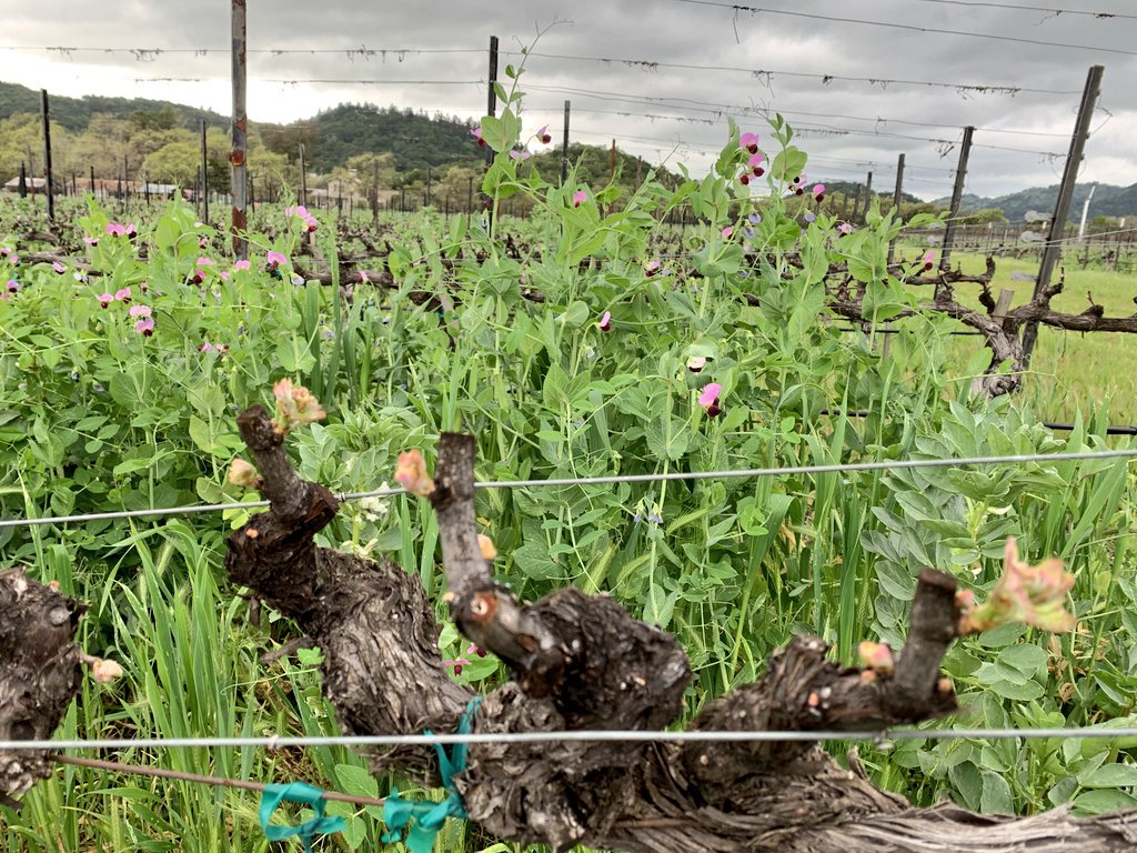 Secret Door Winery tweet media