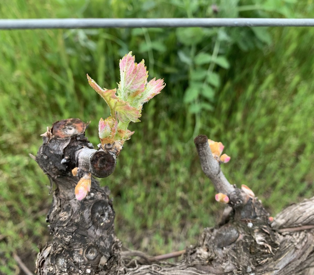 Secret Door Winery tweet media