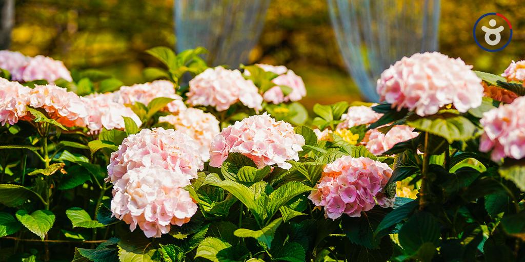 전국에서 수국을 가장 빨리 볼 수 있는 곳! 바로 제주도 #휴애리봄수국축제 !💗

지난 4월 10일부터 시작해 6월 2일까지 열리는 이 축제는 정성스럽게 키운 수국 꽃들을 수국정원과 공원 곳곳에서 만날 수 있어요! #웨딩스냅, #우정스냅, #인생사진 찍기 좋은 곳! 

[사진(백종선)-다님3기]