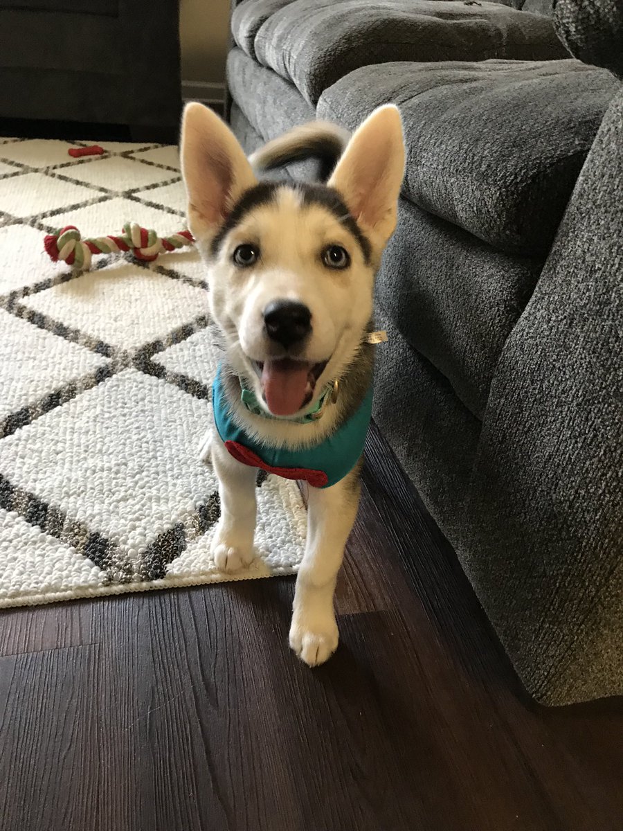 SmileyyJamie's tweet photo. I am indeed in love with my puppy https://t.co/pS69LTceeO