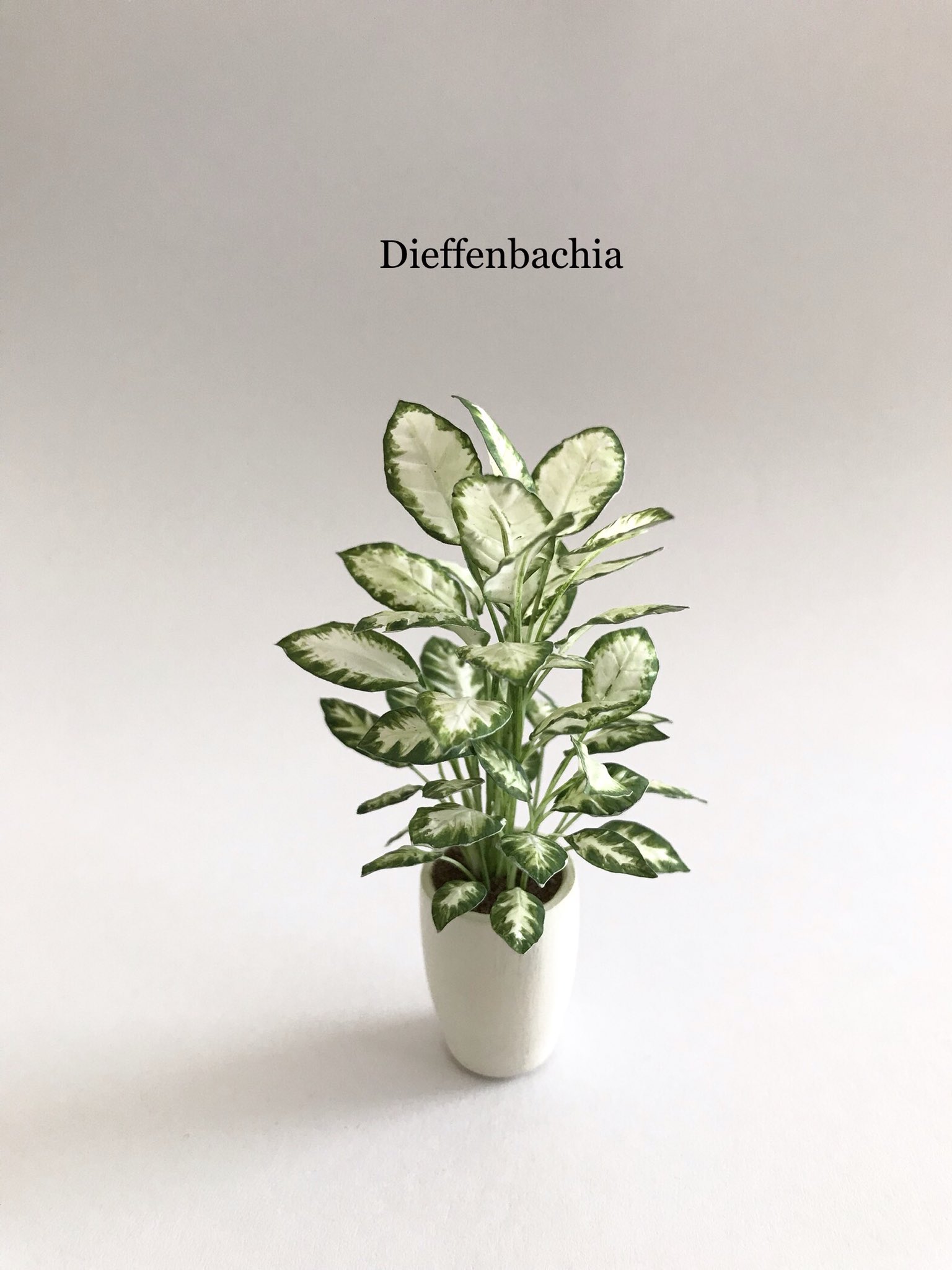 Hiromi Takahashi 観葉植物 ディフェンバキア 横から見るとまだ葉っぱの数か少ないかな Miniatures ミニチュア Dieffenbachia 観葉植物 ディフェンバキア カミーラ T Co Rlapug0euc Twitter