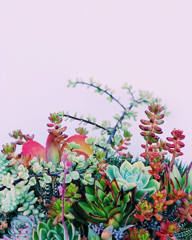 Pure happiness. And my new wallpaper. I’ll put it on my stories for anyone who wants it. #succulentlovers #succulents #plantlady bit.ly/2UBOsIk