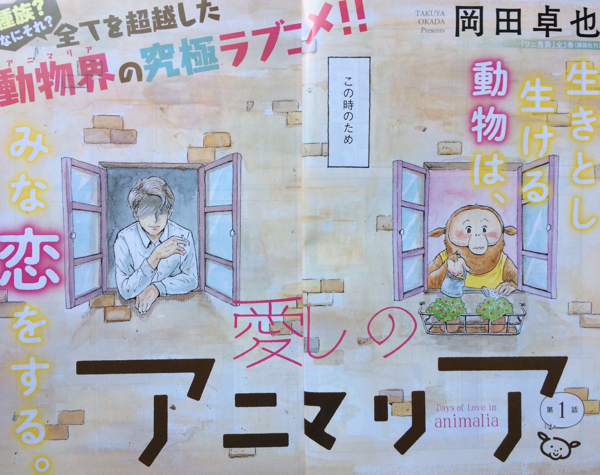 発売中の漫画アクションで新連載「愛しのアニマリア」が始まりました❗️
ごく普通の女の子オラミが隣に引っ越してきた人間に恋をするお話です?よろしくお願いします! 
