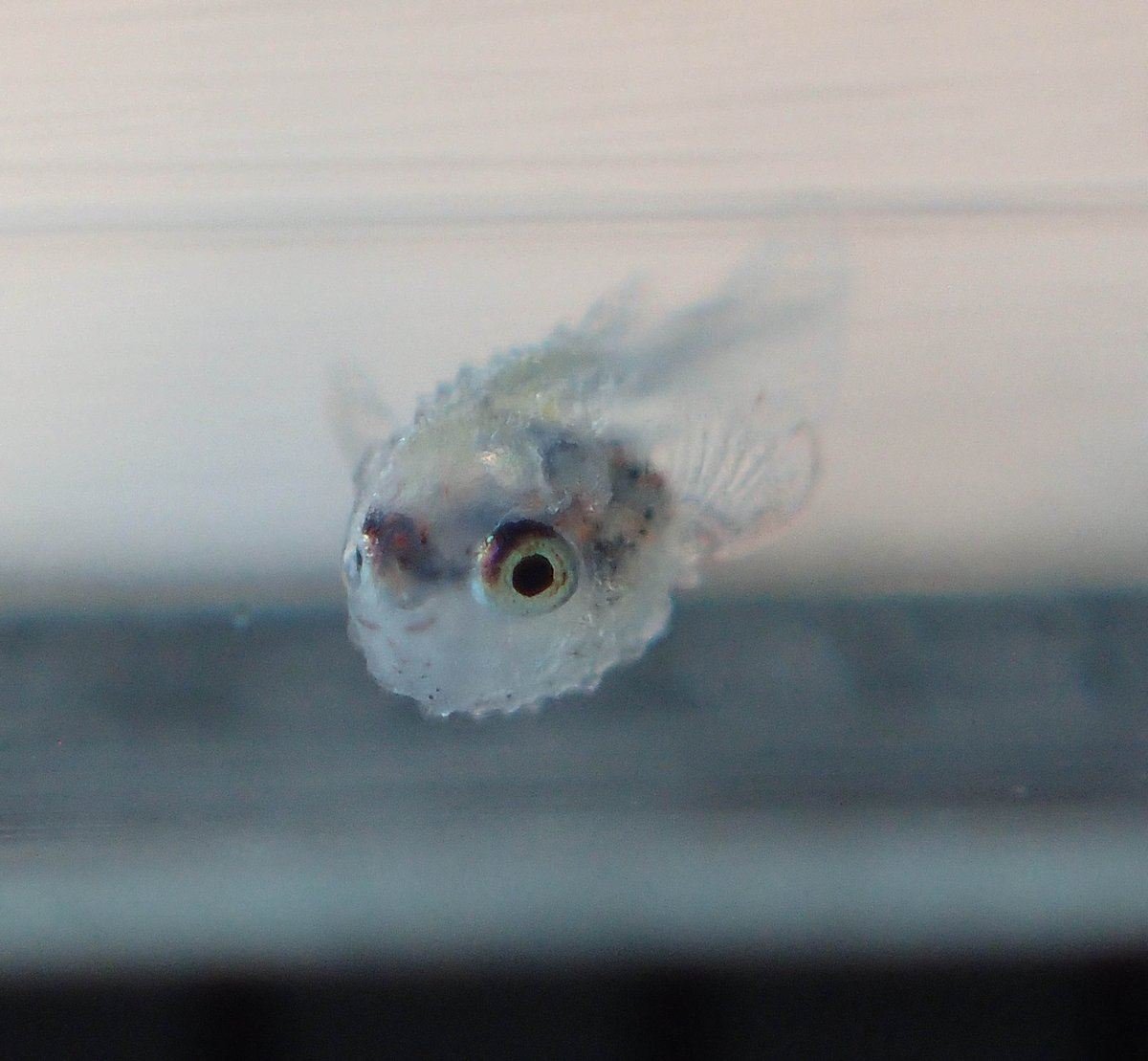 京都淡水フグ繁殖研究所 繁殖に成功したカリノテトラオドン サリバトールを 孵化してまだ２週間ですが成長させてから泳がせたいです