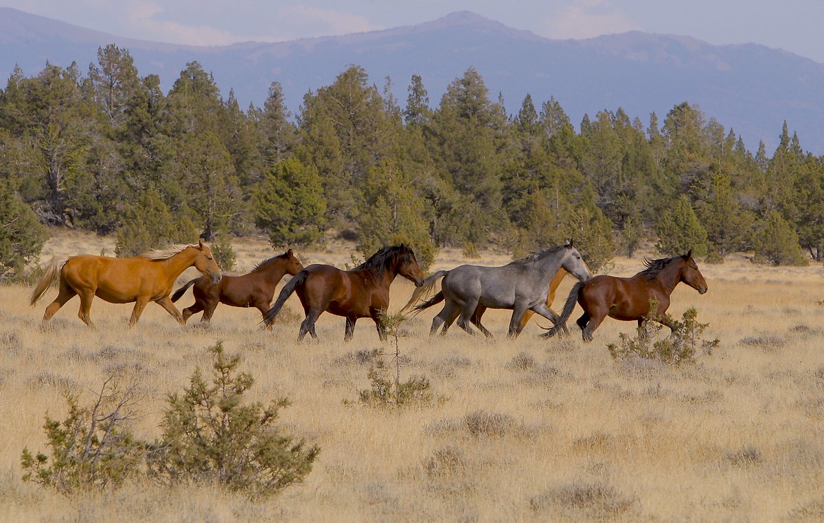 A quiet victory Out of 261 wild horses rounded up from the Modoc