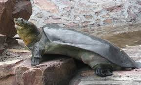 So sad, we should take a moment to reflect. The very last female Yangtze giant softshell turtle on Earth died. Yet another species that is doomed to extinction. While we're all eulogising
about Notre Dame, this has gone almost unnoticed. This cannot be rebuilt people😭😭