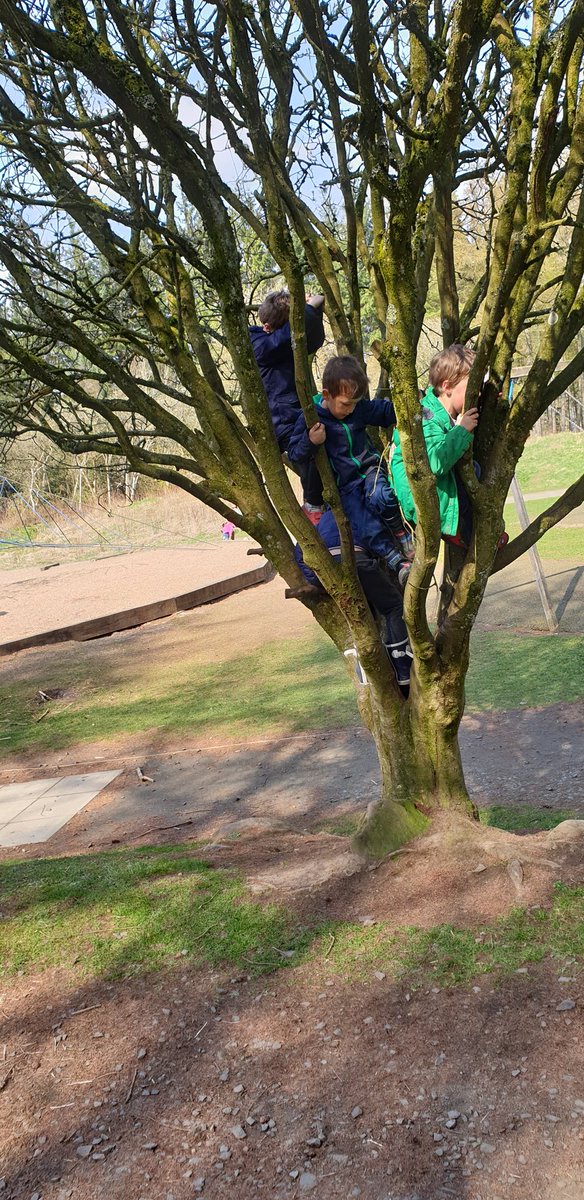 #EasterEgghunt for our Nature Play Kids. Where better to hunt than in the Woodlands! #dens #pinecones #treesclimbing #chocolatetreat @ScotChildmind