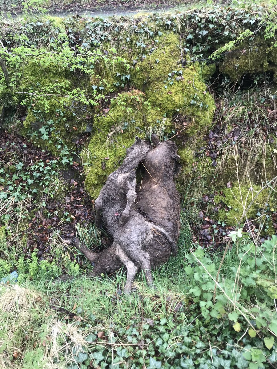 Brings dumping to a new level of sick f**cks! 🤬🤬🤬