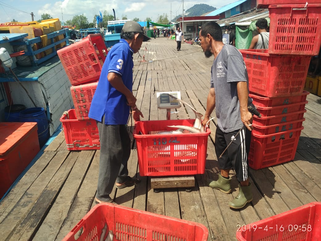 ppn_pemangkat's tweet photo. Sebanyak 10 unit kapal perikanan mendaratkan ikan 100 ton di PPN Pemangkat didominasi layang,kembung,tongkol &amp; tenggiri dengan harga rata-rata kurang lebih Rp 19.750/kg ditingkat pedagang/pengecer.
@mzulficar @sarwono_afif @dwiari_plabuhan @satriowib26Translate https://t.co/KfCn85yTpn