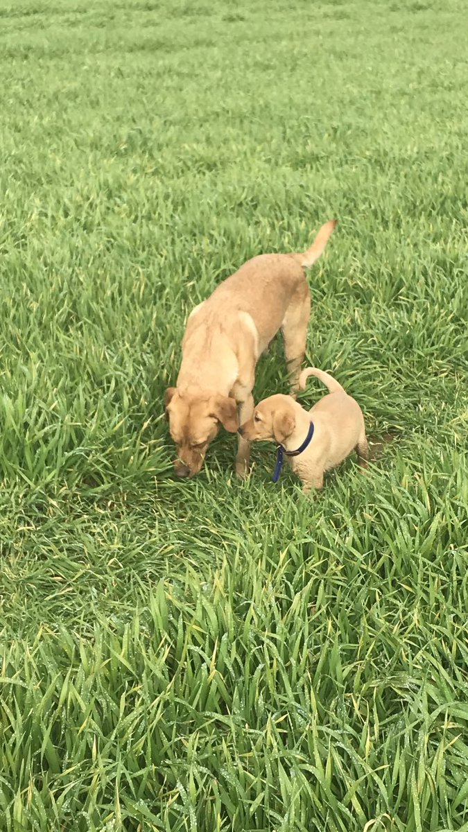 First day out for the 9 week old trainee #agronomydog today! Skye teaching her daughter Meg to sniff out Wild Oats! #labradorretriever