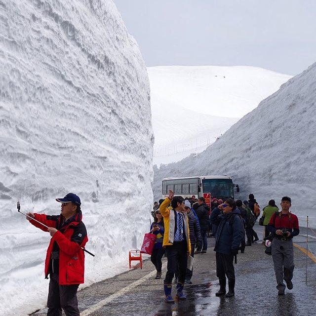 GoNagano_Japan's tweet photo. In the midst of cherry blossoms and spring, the Tateyama Kurobe Alpine Route shows off massive walls of snow! This year, the walls stand a lofty 16 meters tall and can be seen until late June.
#gonagano https://t.co/D0Ai7E0JqO https://t.co/iJyh6i4G1Y