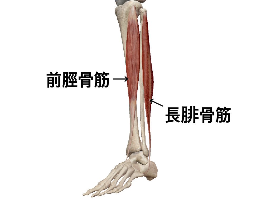 一社 日本治療家研究所 Prt療法 思いっきり解剖学 Ar Twitter 長腓骨筋と前脛骨筋 この２つの筋肉は足部での停止部が同じ骨になります この画像だと少し違います その為 お互いに取り合う形になるので拮抗筋の関係になり 前脛骨筋 が張ると長腓骨筋も硬く