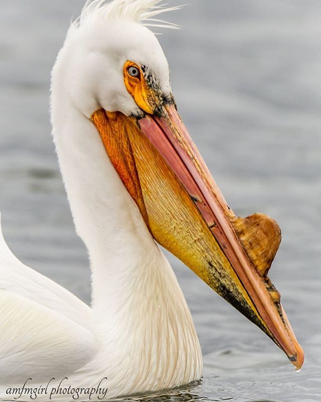 amfmgirlphoto's tweet photo. "Alright, Mr. Demille, I'm ready for my close-up." 😁🤣
.
.
.
.
.
.
.
#pelicans #LakeMonona #birdsofinstagram #springmigration #conquer_wi #visitdanecounty #wccmag #excellent_america
#thewisconsinlife #naturalwisconsin #madisonmagazine #explorewisconsin #discoverWisconsin #… https://t.co/4BgbGQS2yy