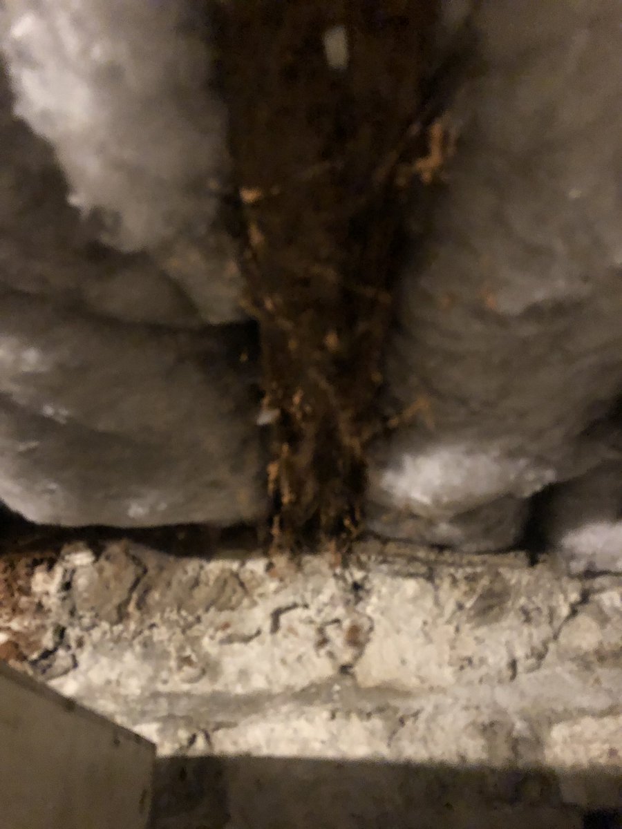 Wood weevil and wet rot to this joist in a cellar. #barnsleyisbrill #sheffieldissuper #rotherhamiswonderful #doncasterisgreat