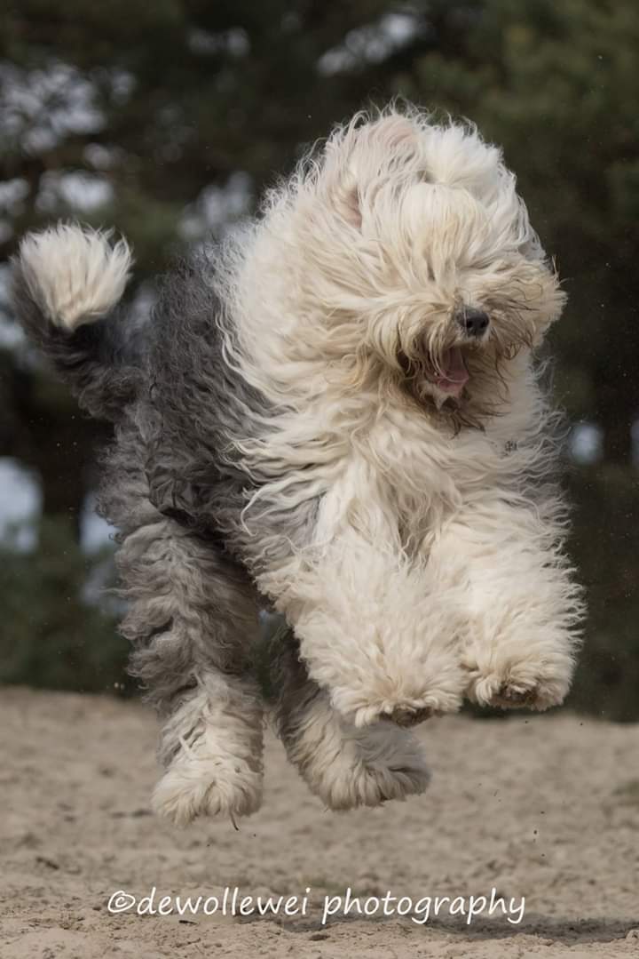 dewollewei's tweet photo. jumping Jane
#wickedwisdoms
#oldenglishsheepdog
#jumpingdogs
#happydogs
#oes https://t.co/x2Mh9oVqm3