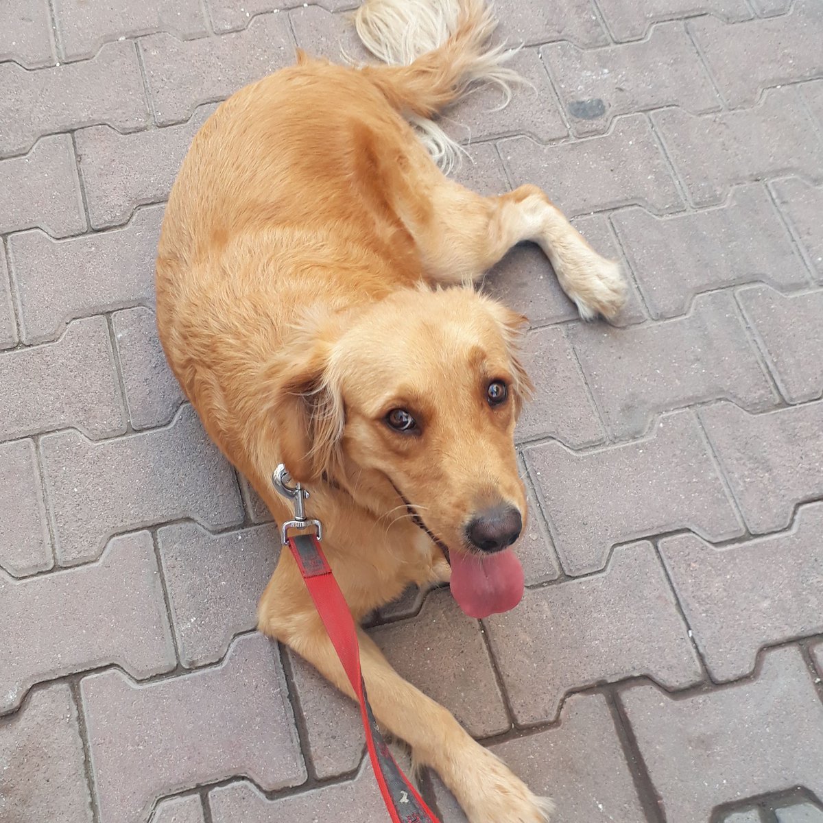 ia033's tweet photo. #kayrahan #cutedogs #mersin #mazbatayiver  #HukukunPesindeyiz https://t.co/E8gkMoH0VJ