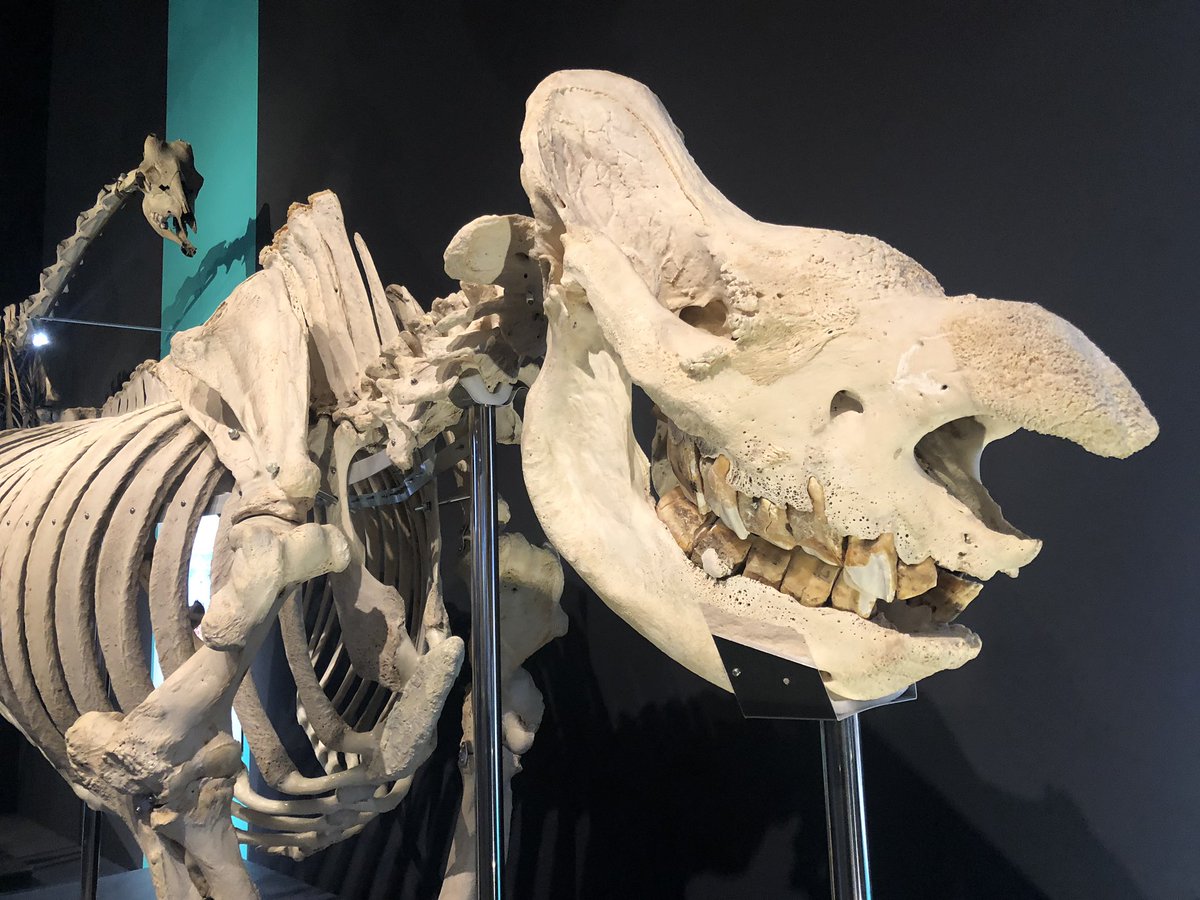 中野 Twitterissa 大哺乳類展2 ジュゴン カバ サイ アルマジロの骨格です ジュゴンもはや魔物やん サイ怪獣やん