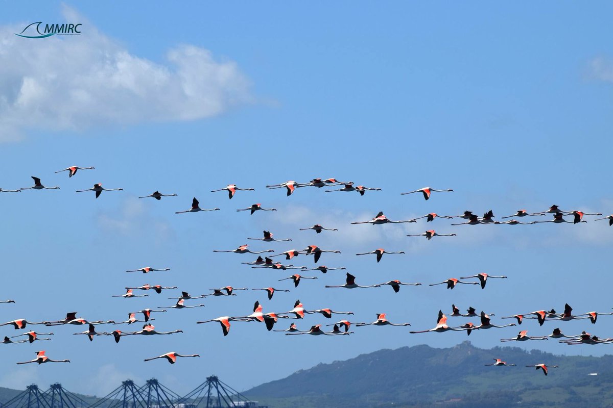 Flamingos in the bay 10th of April #Gibraltar #bayofgibraltar