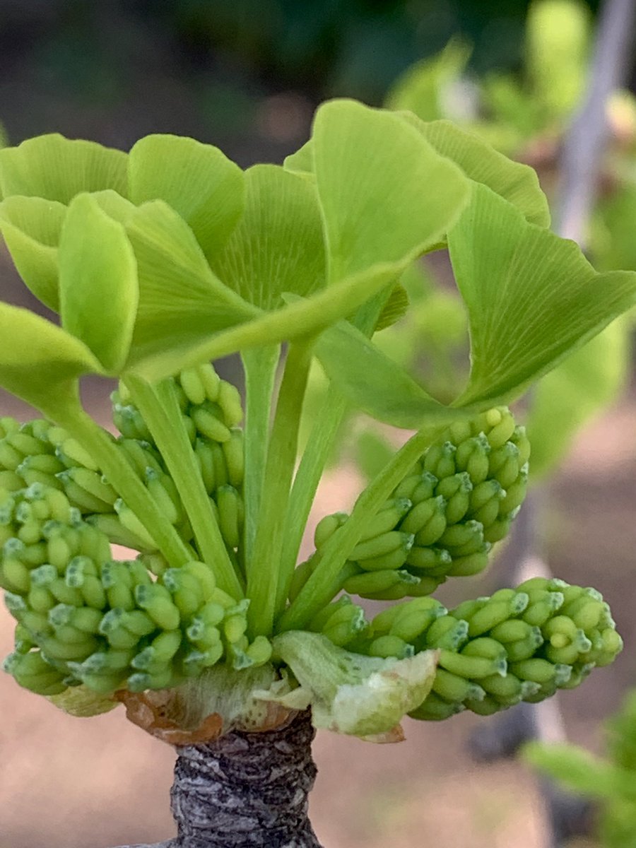 イチョウの花