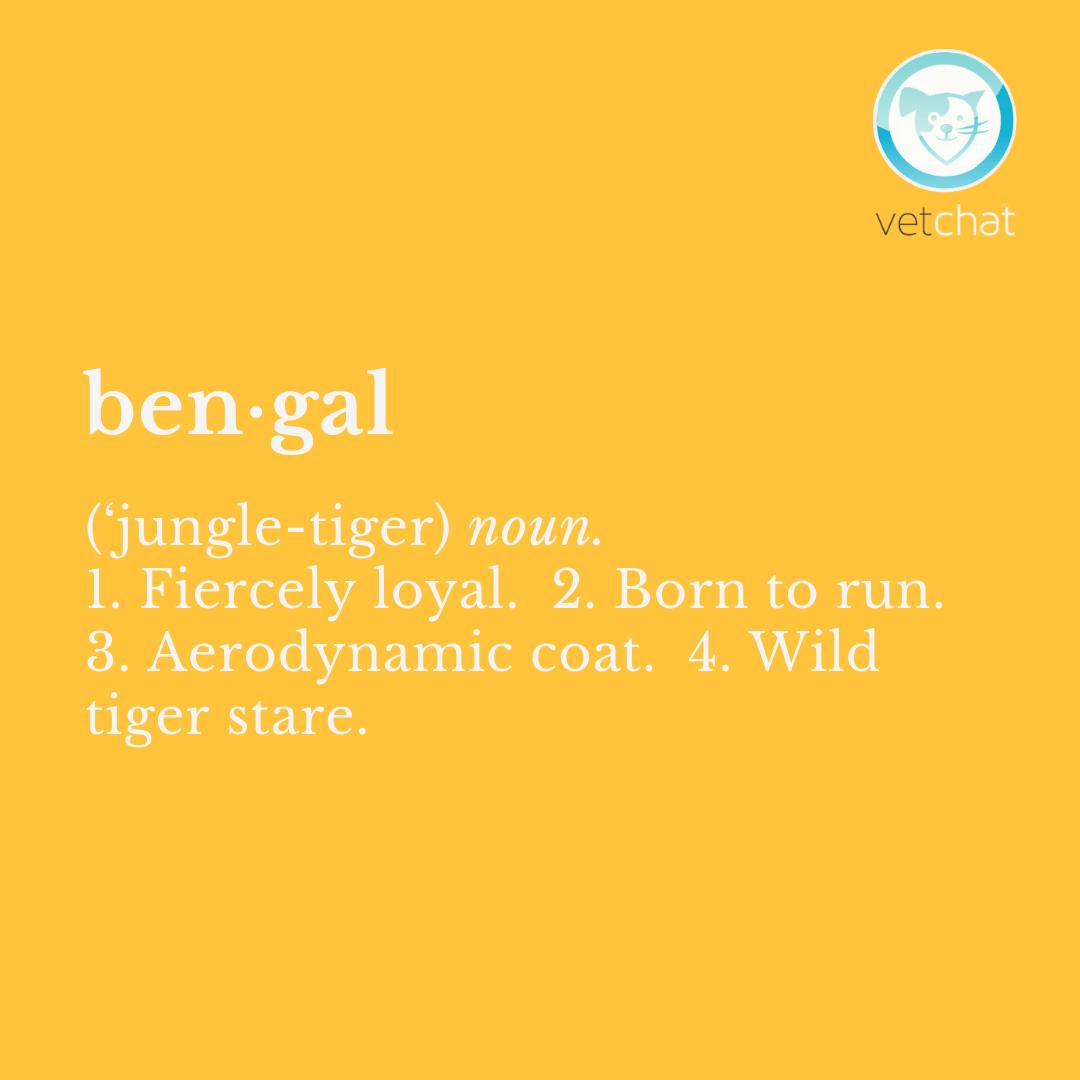 Your hands and hearts equally full with one of these. Tag a bengal or bengal x parent or lover below! 🐾 #cat #vetchat