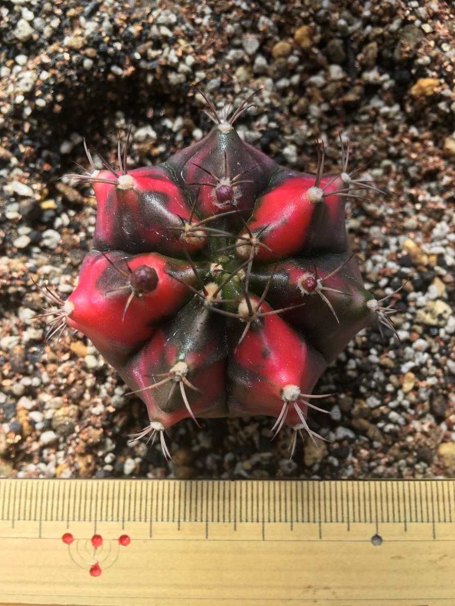 EngRosarian's tweet photo. Keep a record. 16/4/2019
#cactus #Mammillaria #サボテン #内裏玉 #ペッタムシィー https://t.co/2K4CT26Usx