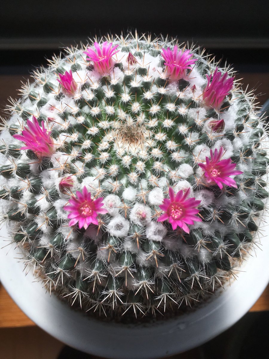 EngRosarian's tweet photo. Keep a record. 16/4/2019
#cactus #Mammillaria #サボテン #内裏玉 #ペッタムシィー https://t.co/2K4CT26Usx