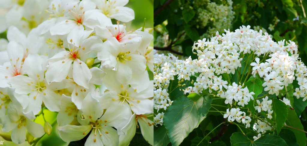 ReadyGo_Taiwan's tweet photo. 【 2019桐花 】雪白桐花季來臨！彰化賞桐景點-藤山步道桐花綻放中(04/14) https://t.co/QNBmEj1zfF https://t.co/xyaC6Ja7Ax