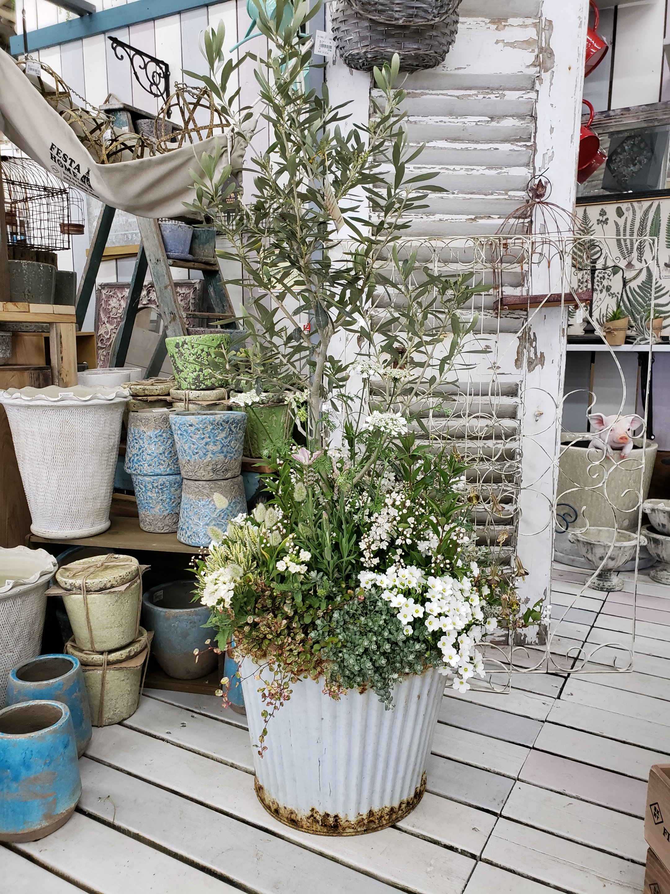 ジョイフル本田 ガーデンセンター ガーデンセンター守谷店 本日の寄せ植え ｵﾘｰﾌﾞを芯材に姫ｳﾂｷﾞなどの小花を添えて 人気の植物がいっぱいです 寄せ植え 手作り ｶﾞｰﾃﾞﾆﾝｸﾞ ｵﾘｰﾌﾞ ﾗﾍﾞﾝﾀﾞｰ ｵﾙﾗﾔ 姫ｳﾂｷﾞ ﾌﾞﾘｷ ﾗｸﾞﾗｽ ｽﾎﾟｯﾄﾗｲﾄ