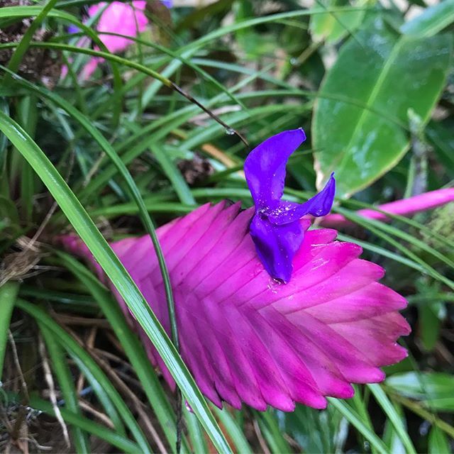 bushbark's tweet photo. Perfectly pink #Tillandsia #cyanea #bromeliad #PinkQuill #flower https://t.co/g45DmyoAqi https://t.co/GKeJVTSPCu