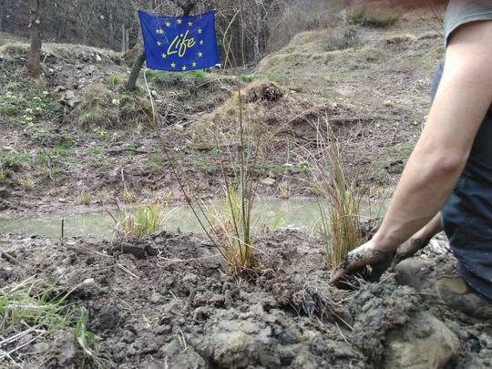 DREAm_Italia_EU's tweet photo. Restoring habitat 6430 for #LIFEWetFlyAmphibia in #ForesteCasentinesiNationalPark
A @LIFEprogramme project aiming to protect #amphibians, #butterflies and open wet areas.
https://t.co/0l5ORilE1b
#Natura2000Day #LIFELogo @LIFEprogrammeIT https://t.co/gd6tgLZd9p