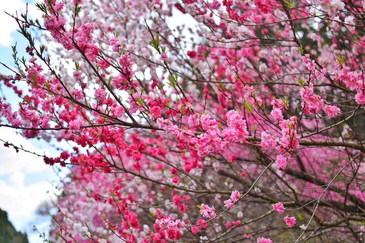 しだれ花桃 しだれ花桃