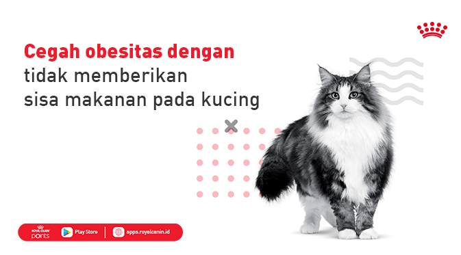 RoyalCanin_ID's tweet photo. Pet Mates tidak suka memberi makanan manusia ke kucing kan? Hati-hati, lho, hal itu bisa membuat diet kucing tidak seimbang dan menyebabkan obesitas. Cari tahu lebih banyak tentang perawatan kucing di https://t.co/NceEz4LR7c #Catpedia https://t.co/mRBc8NmYT6