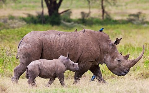 CITES's tweet image. South African police seize 167 rhino horns after tipoff, one of the biggest #RhinoHorn hauls in the country, 2 arrested bit.ly/2UE7ZYW via @guardian #WildlifeCrime #WildlifeTrafficking