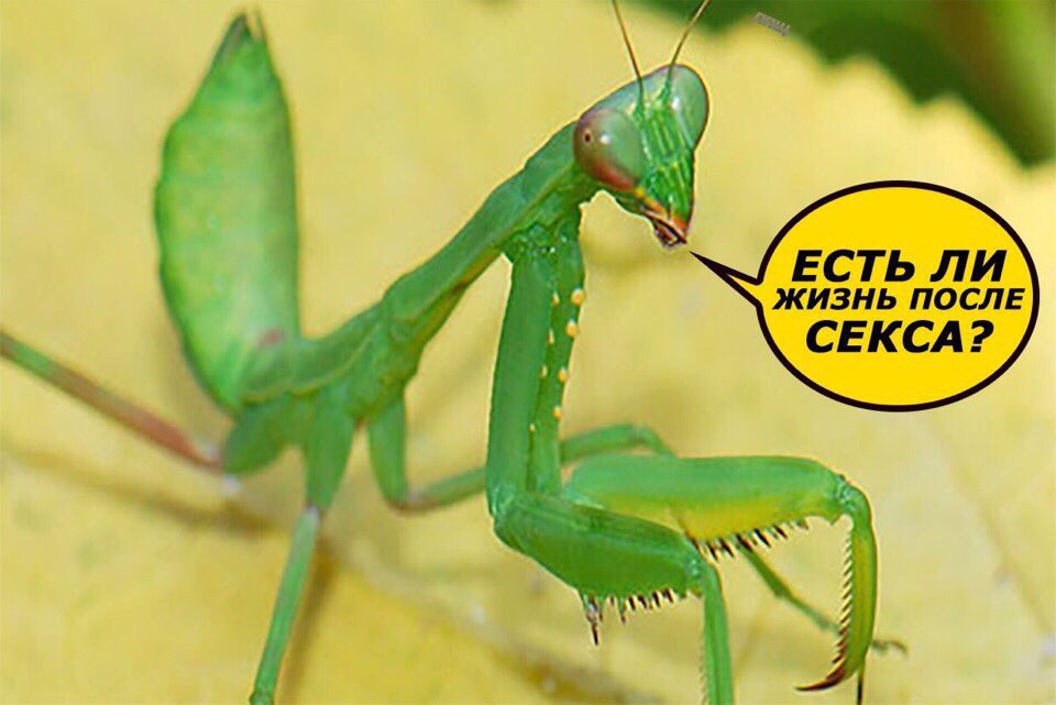 Самка богомола. Самка богомола паук. Богомол mantis religiosa самка. Самок нет есть. Самок нет есть.