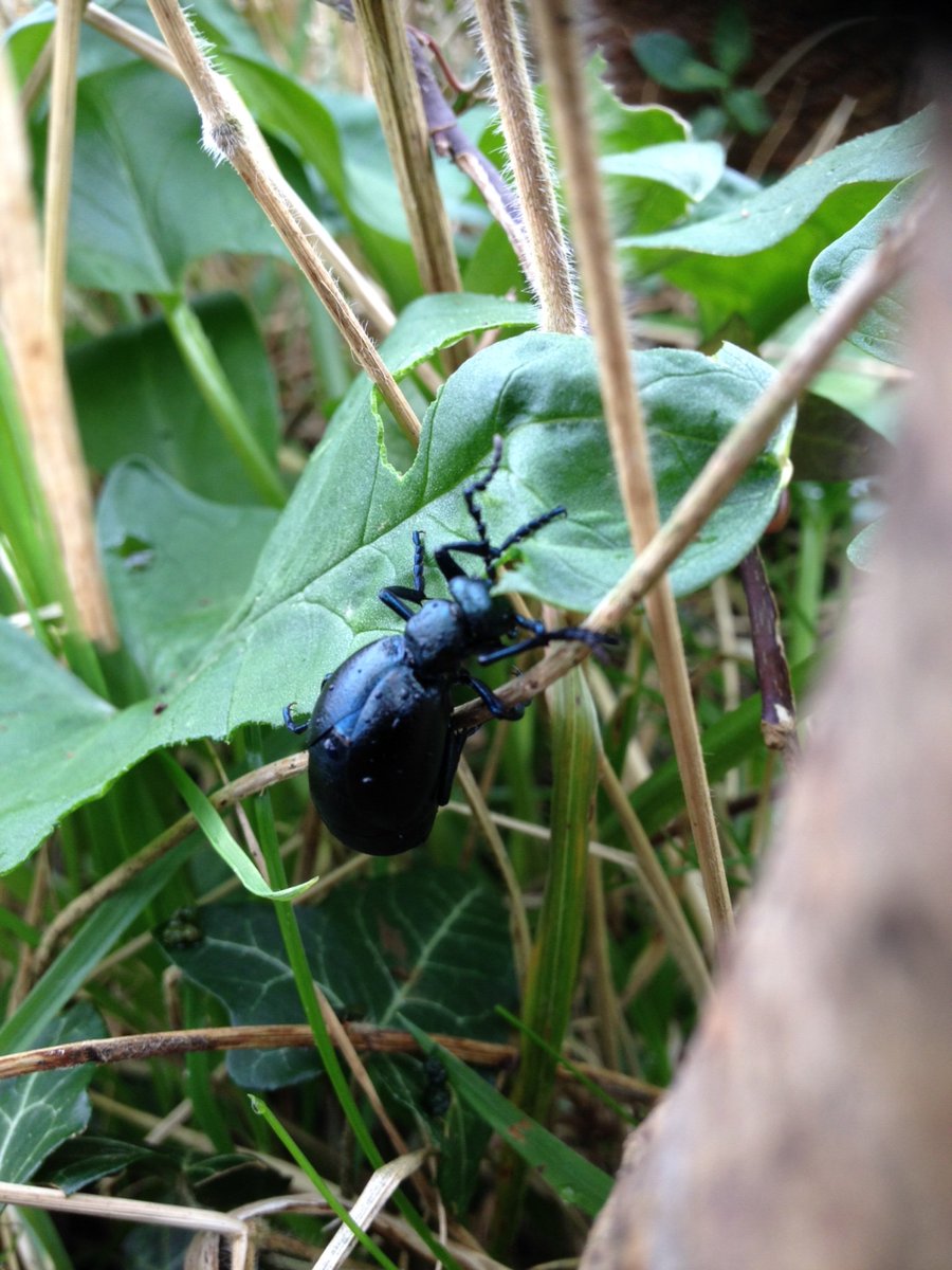 DennyImages's tweet photo. Been busy in garden sowing wild flowers for #bees &amp; #insects &amp; spotted lots of these. Anyone know what they are? Fabulous iridescent colours. #wildlifephotography #nature https://t.co/tVZBvDbF4Z