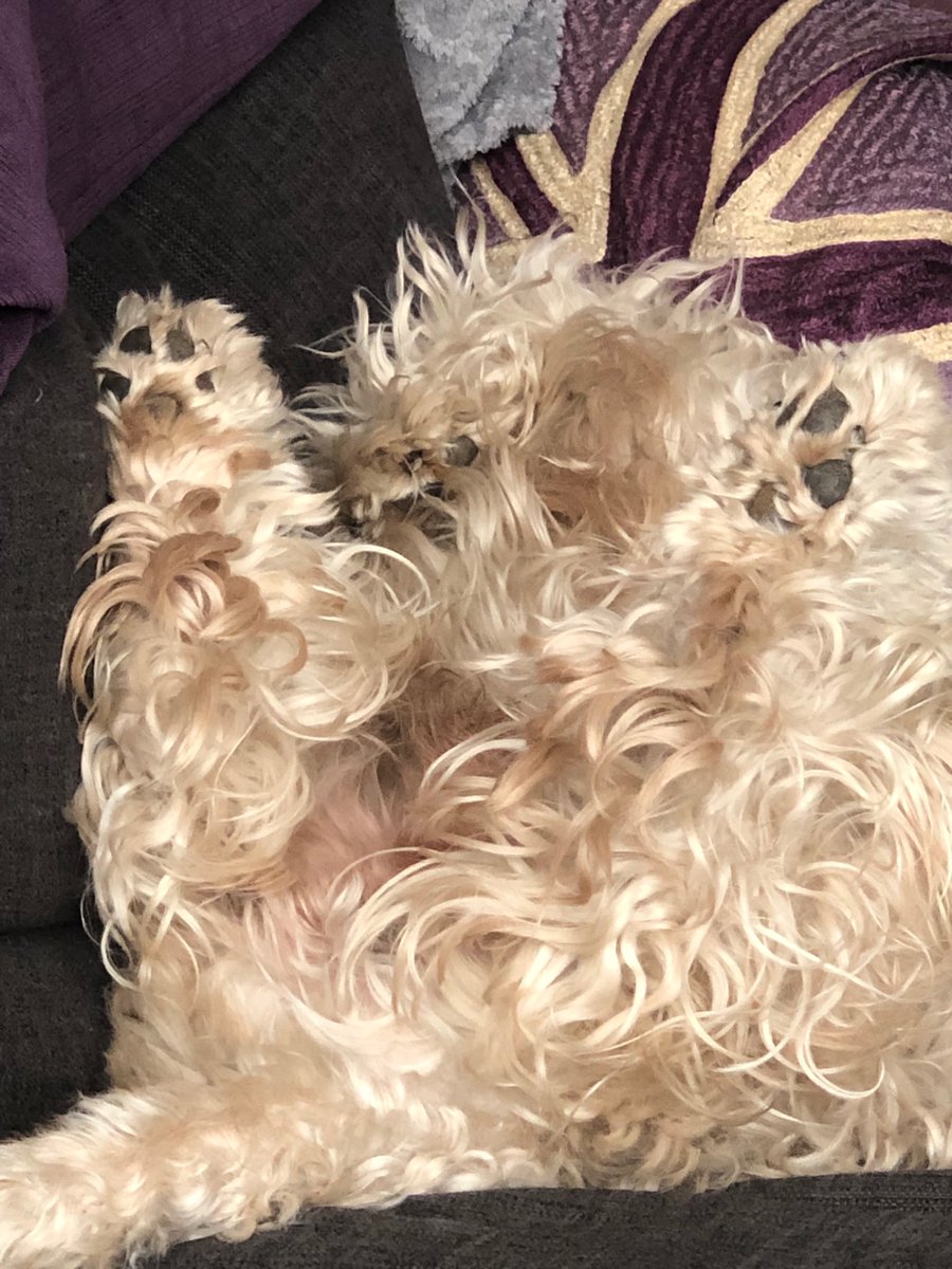hottiejez's tweet photo. #dailybeckett #scwt you’ll just have to take my word that there’s a Beckett in there.... 🤔😆🥰 #NicePaws https://t.co/aqJtNRkSDE