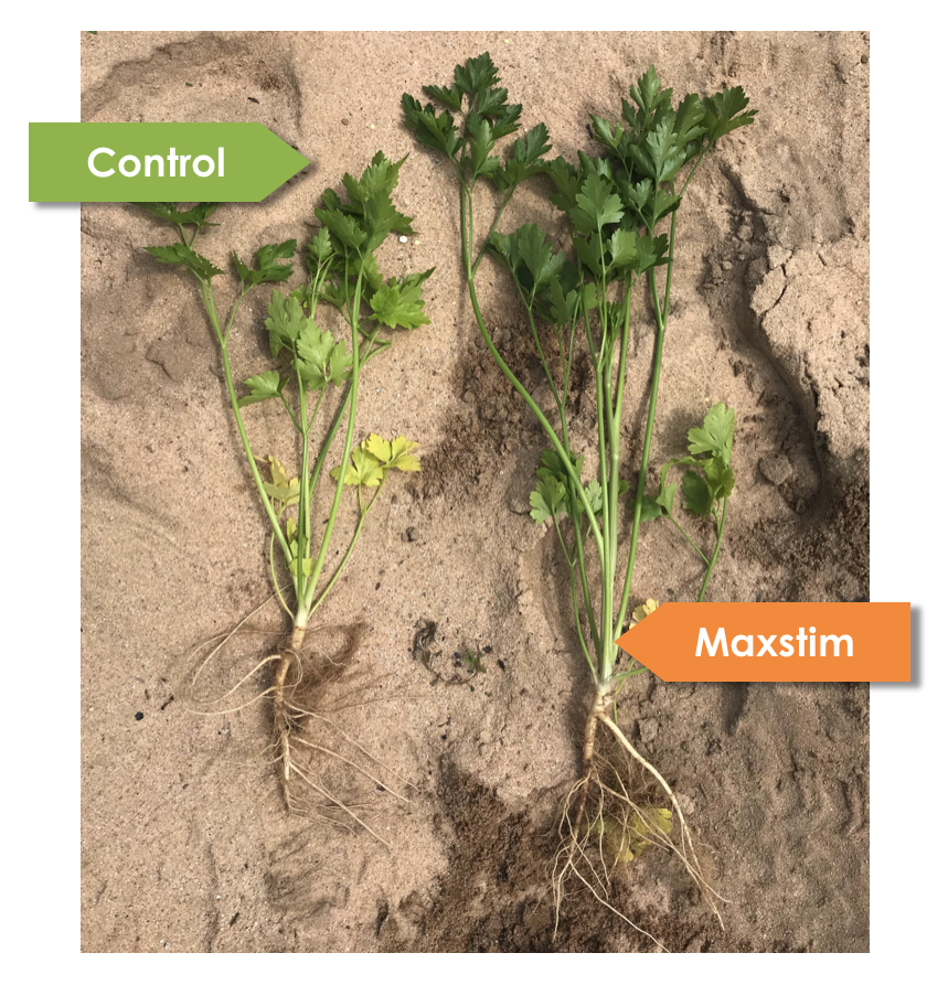 MaxstimLtd's tweet photo. Just look at the abundance of parsley leaves here, treated plants have more foliage and roots, more stems and weight. #parsley #herbs #moreroots #plantgrowth https://t.co/NI8sAI80bP