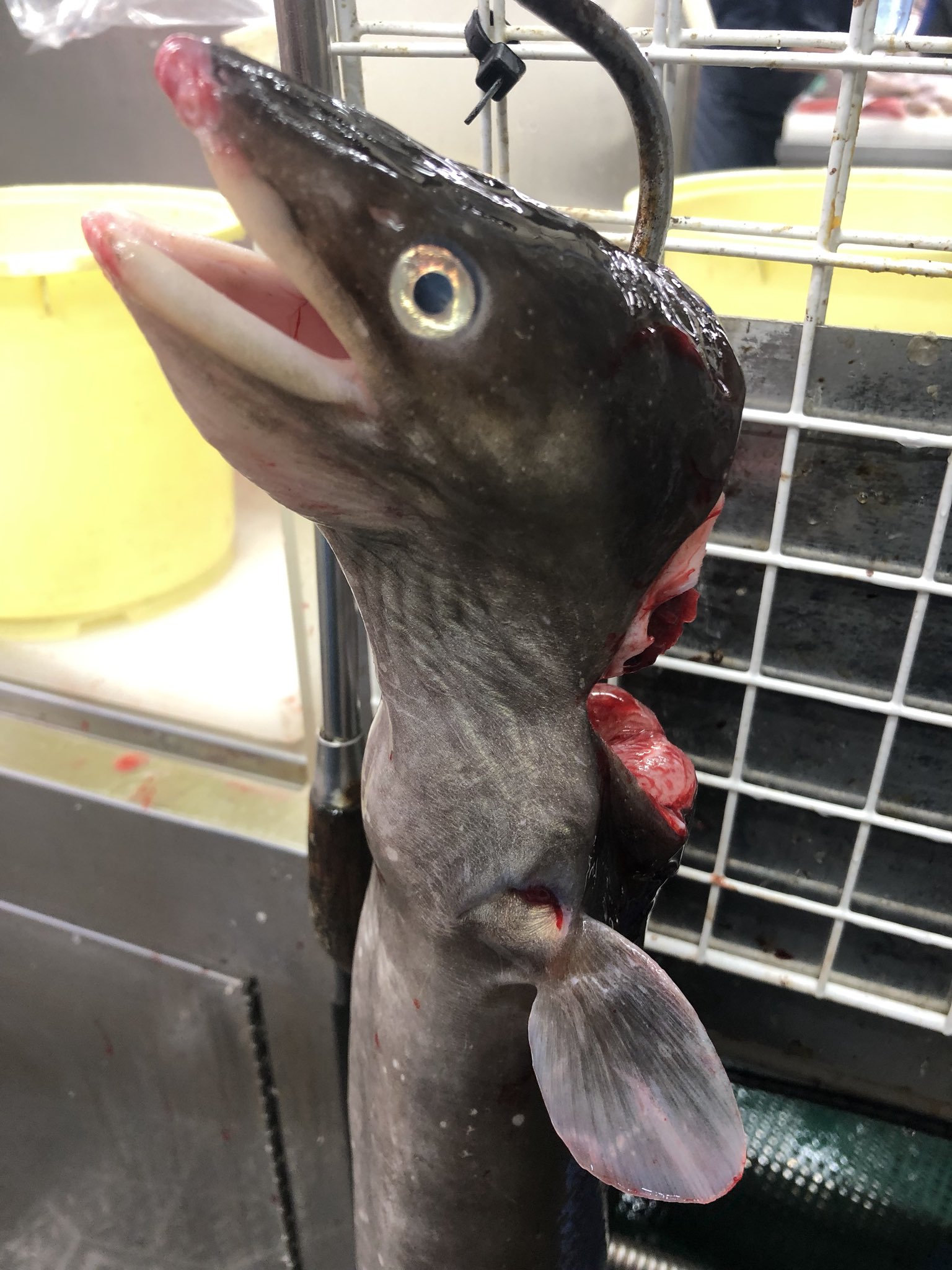 京都中央卸売市場 魚肴屋だいしめ 穴子血抜き中 ちょっと可愛い顔 T Co Jfrt8gai1q Twitter