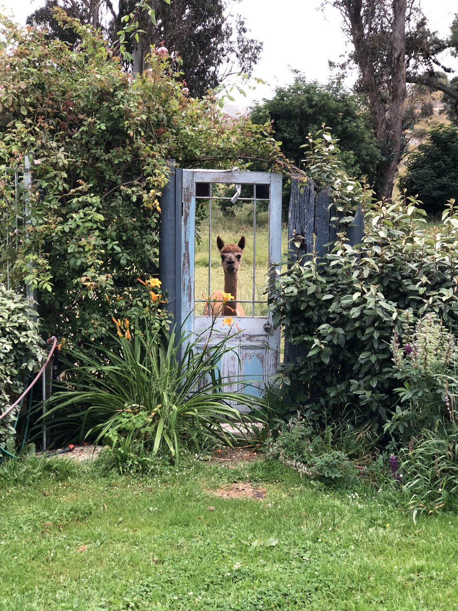 Would you let this alpaca appraise you? 🤣
We think yes. We took this picture in the beautiful Teviot Valley, New Zealand.