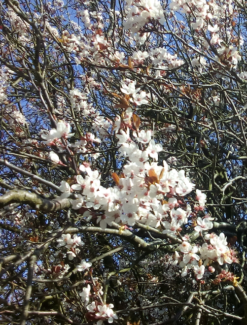 PlantNetwork's tweet photo. We want to celebrate #trees in the weeks before the #PlantNetwork Arboreta & Woodlands event @RHS_Rosemoor in June: tweet your pictures and we will retweet.
https://t.co/ZrfxEUMfW5 https://t.co/a5gjld5iCi