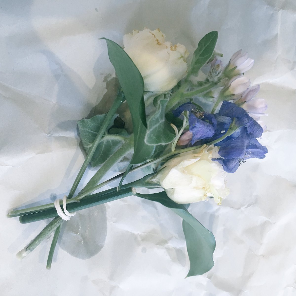 たけのこスカーフ 花のお弔い こちらは3週間近く楽しませてくれたミニブーケでした すこし毛のはえたような茎や葉がお気に入りでした 2枚目はすきあらば くんくんの鼻です