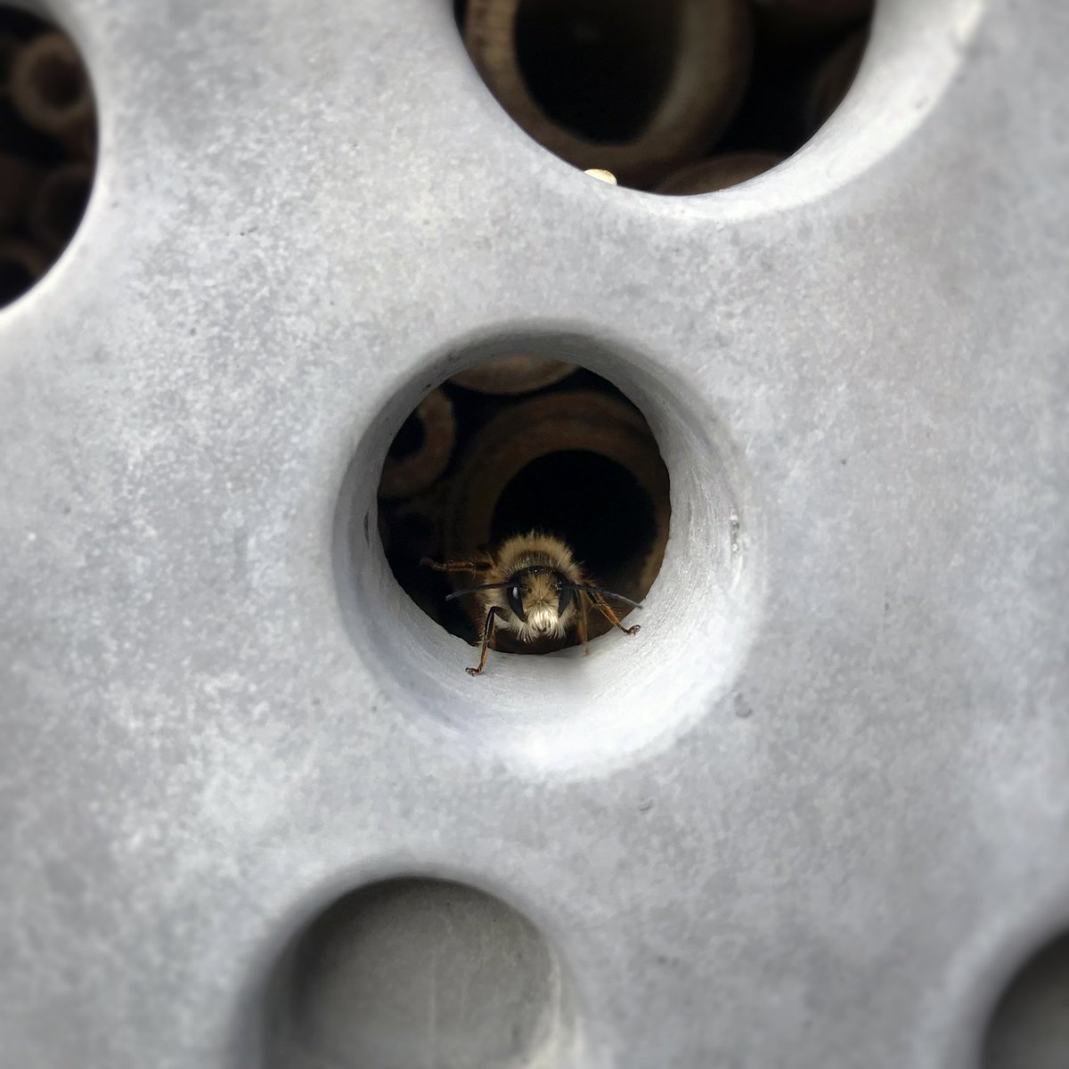 buginn's tweet photo. De Rosse Metselbijen zijn bij ons Haagse monitor-bijenhotel al druk in de weer.. Zie ze vliegen.. https://t.co/i5evg20X4P
#Buginn #natuurinclusief #bijenhotel #beehotel #rossemetselbij #nestgelegenheid #wildebij #klaarvoordewildebij https://t.co/btbnLhpinf