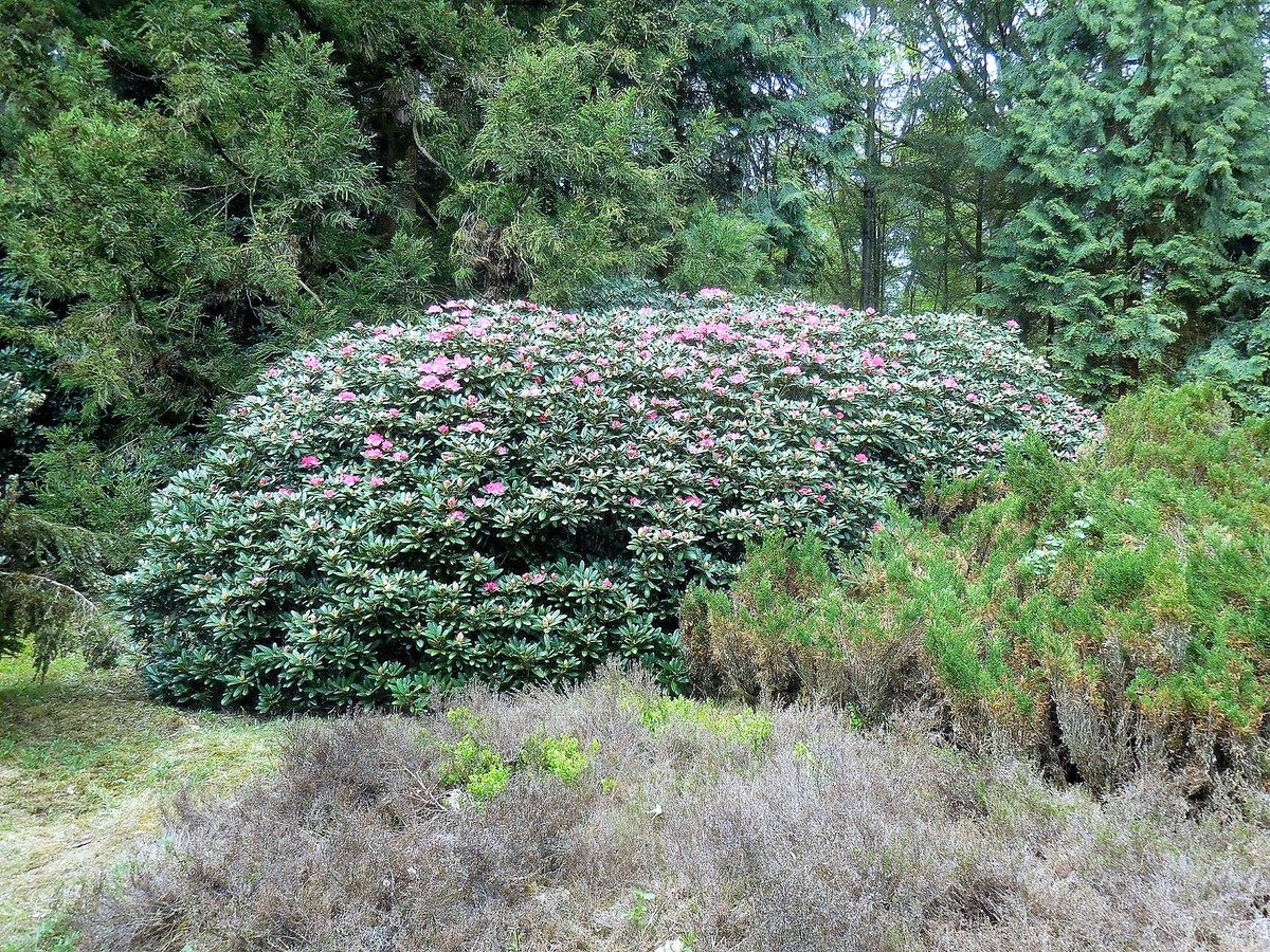 MooisteRoutes's tweet photo. Ekepad (Anloo, Drenthe) https://t.co/nQgWIpRm02
Ekepad is een sfeervolle wandeling die begint en eindigt in het Drentse dorpje Anloo.
De tocht leidt u door een gevarieerd bos, langs glinsterende vennen, eeuwenoude...
#Anloo #Drenthe #wandelen #natuur #walking #nature #TerBorgh https://t.co/38tJ3FV3r1