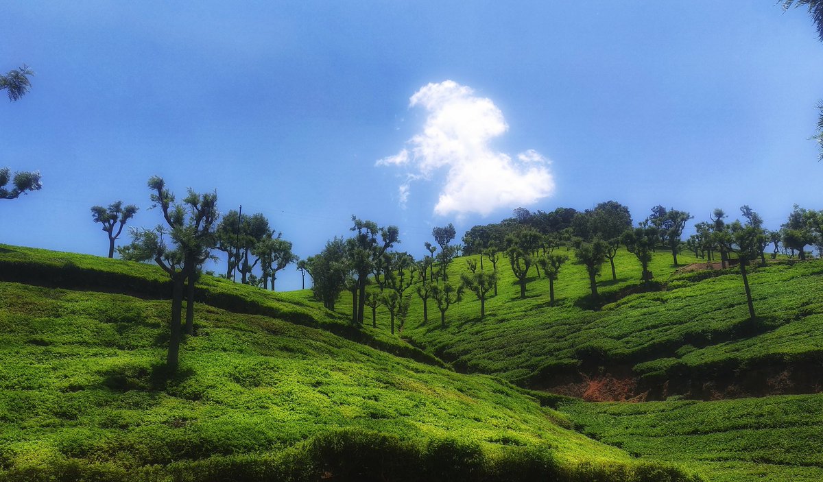 bindiyamurgai's tweet photo. The more often we see the things around us - even the beautiful and wonderful things - the more they become invisible to us.
#mindfulness #mindfulnesstraining #meditation #mindfulnessworkshops #meditationretreats #nilgiris #ooty #ketty #coonoor #thambatty #healinghideaway https://t.co/yTmakMt4AG