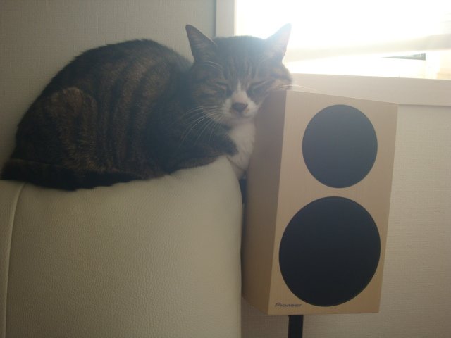 ルチル tweet media