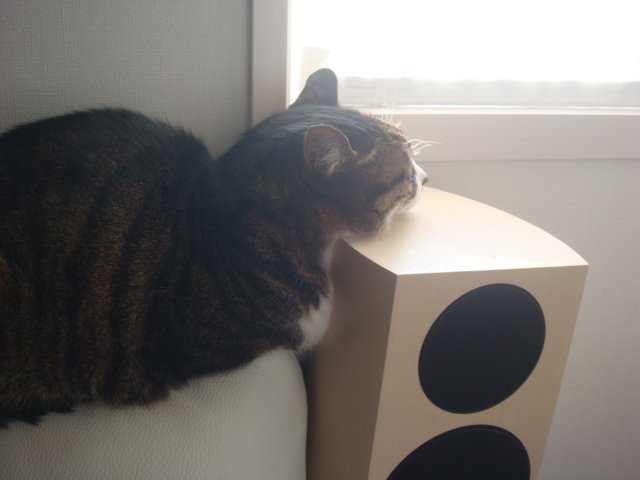 ルチル tweet media