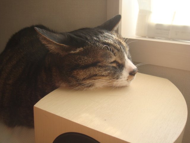 ルチル tweet media